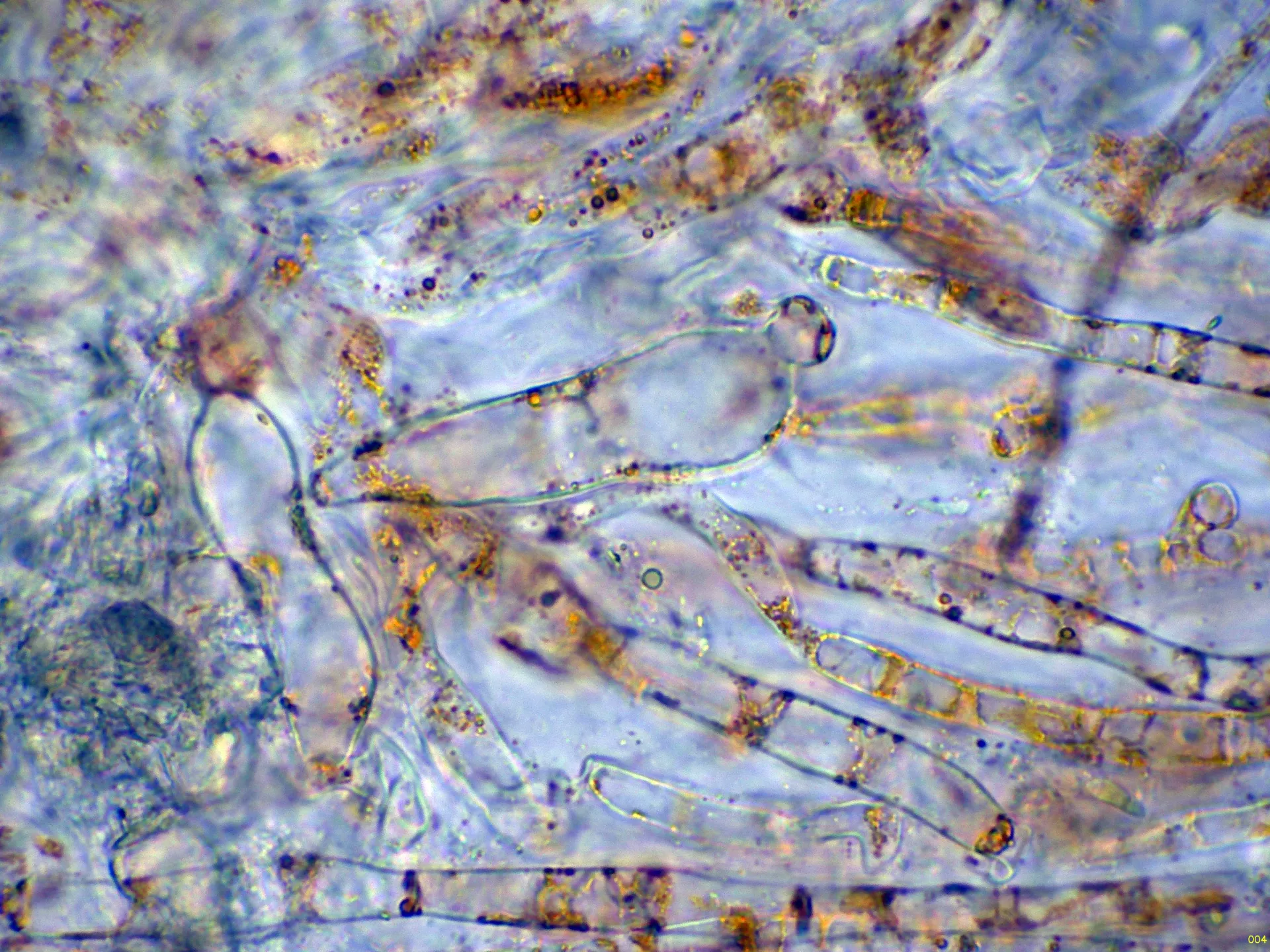 10 - Excípulo agua-004
